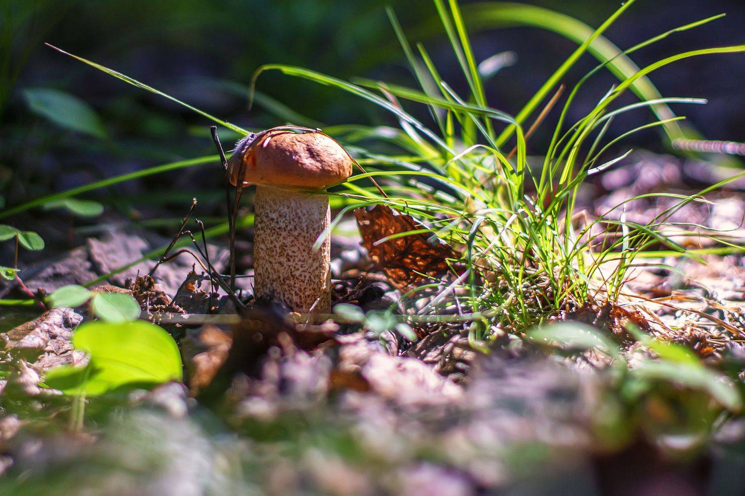 , Орлов Олег