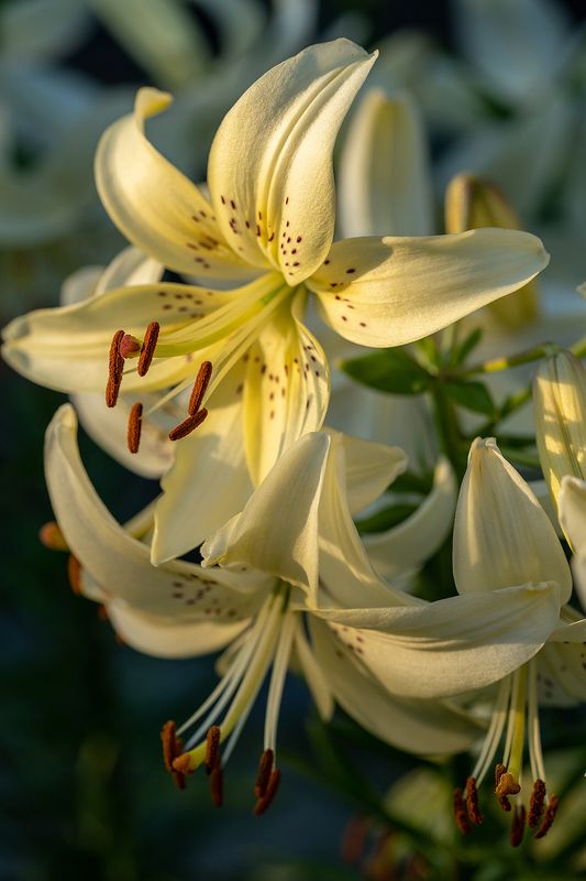 лилии, цветы, лето, цветение, флора Лилии фото превью