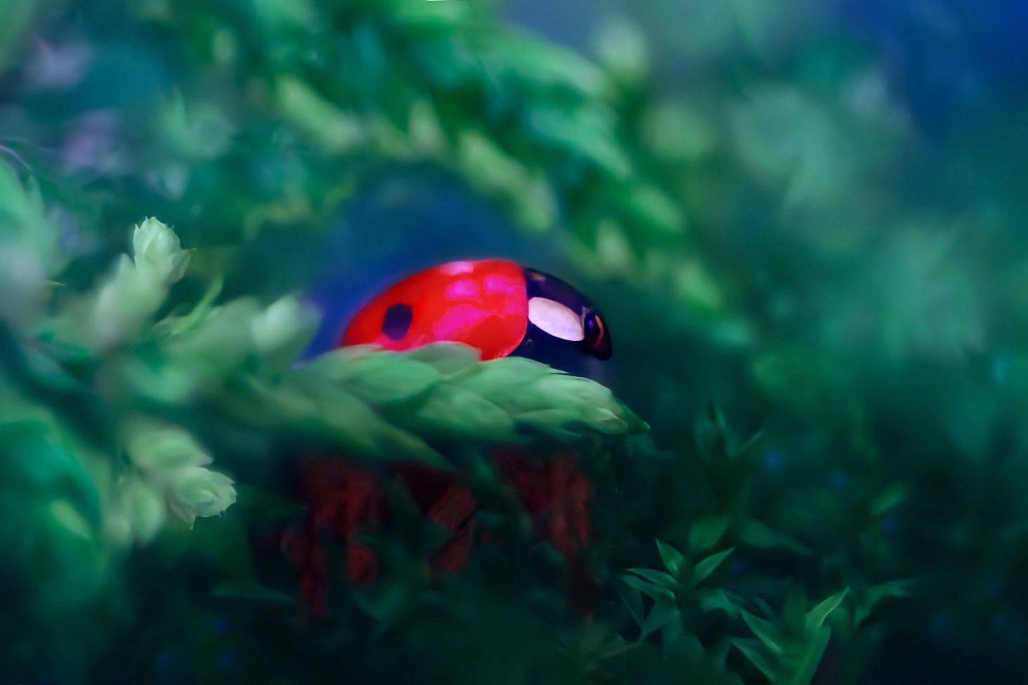 , Алёна Сурнина