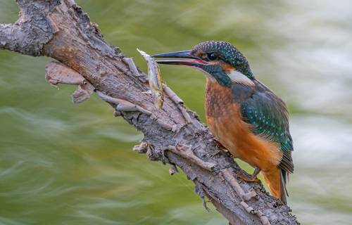 Юный рыбачок