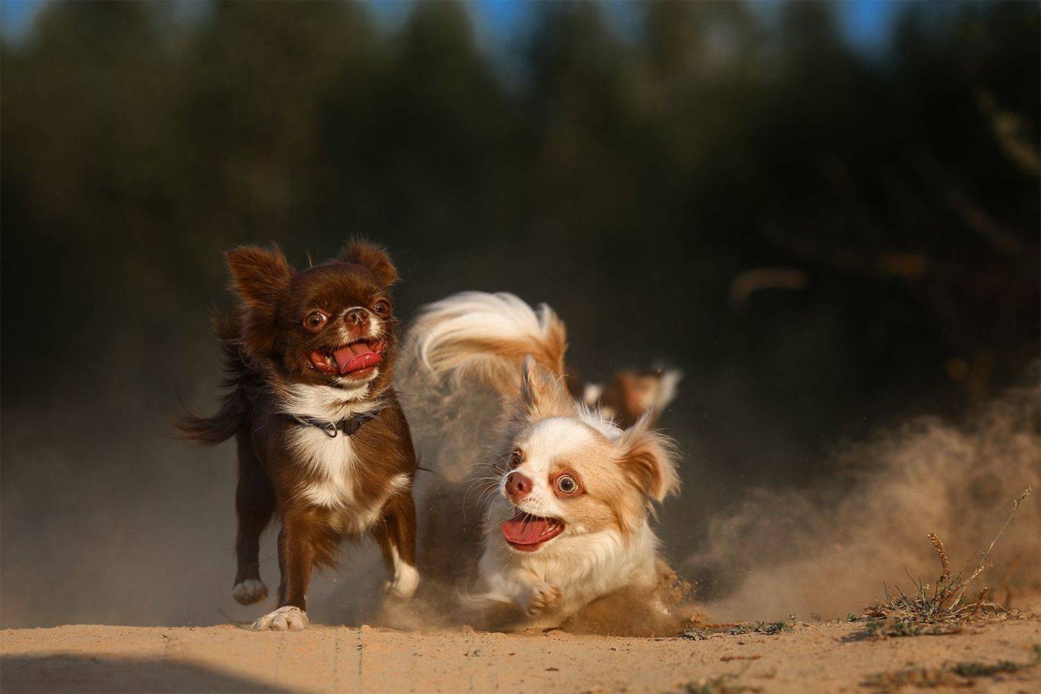 , Андрей Ершов