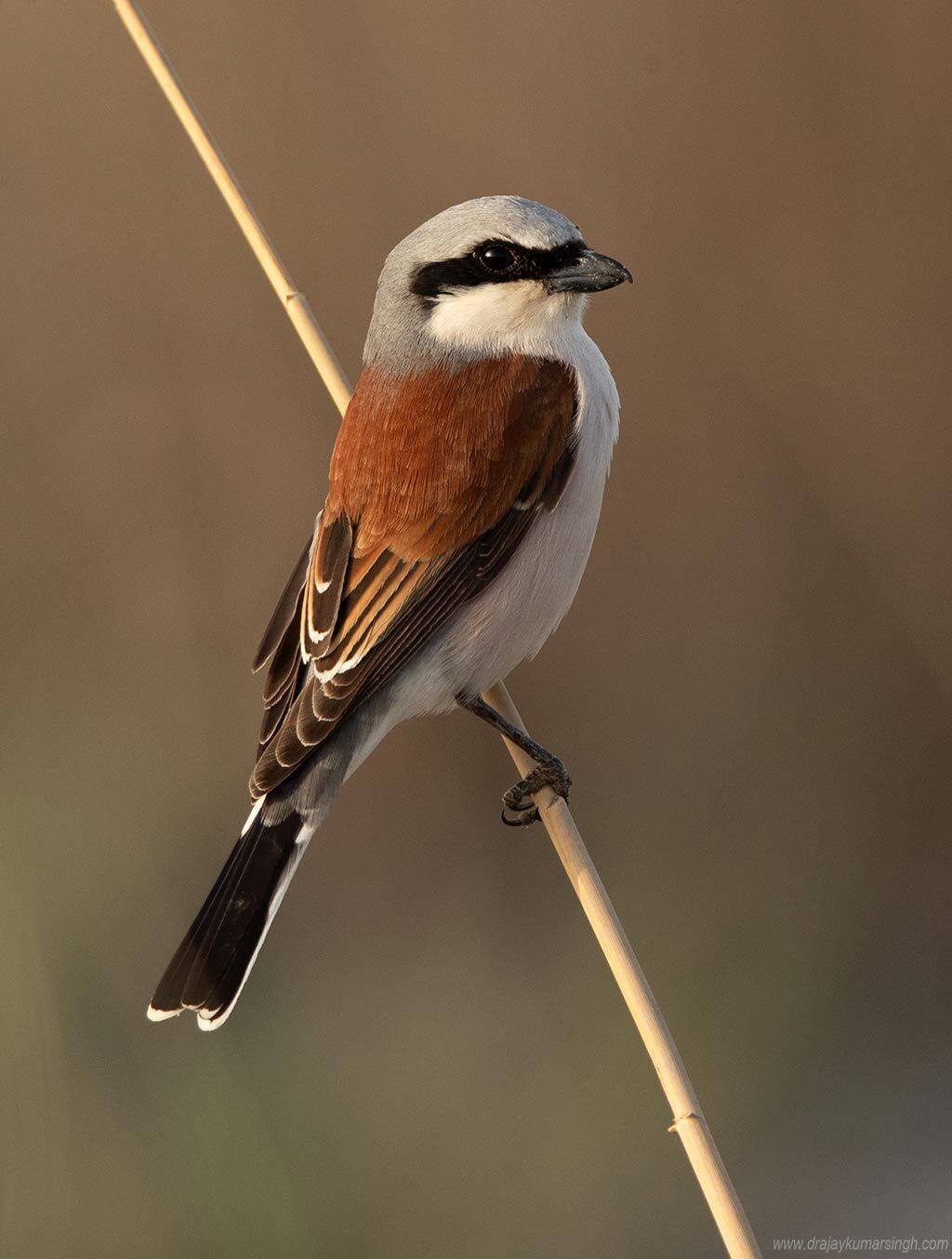 shrike red-backed, Dr Ajay Kumar Singh