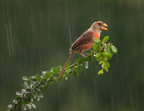 Juvenile male Northern Cardinal - cамец. Красный кардинал