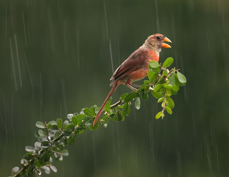 красный кардинал, northern cardinal, cardinal,кардинал, rain,дождь Juvenile male Northern Cardinal - cамец. Красный кардинал фото превью
