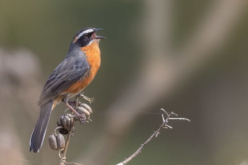 птицы, уругвай *** фото превью