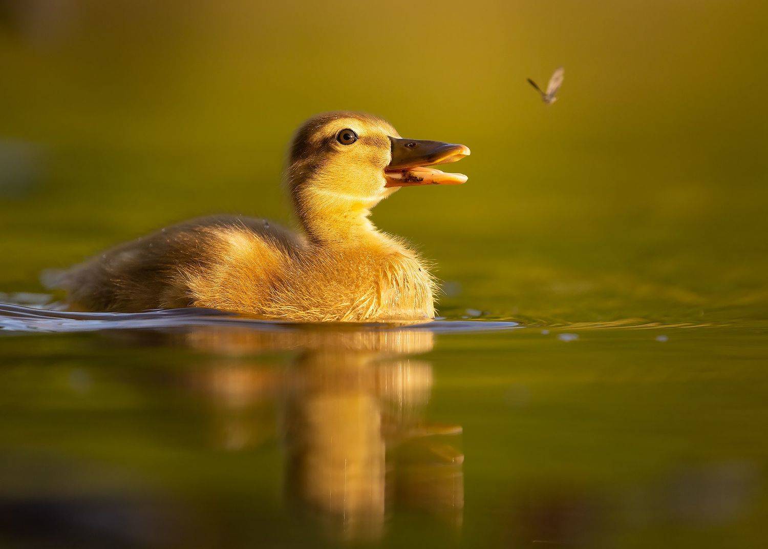 Duckling. Автор: Robert Adamec , Robert Adamec