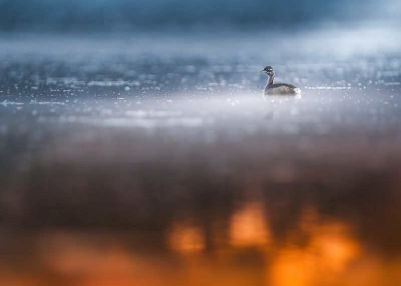 bird, birds, animals, grebe, nature, wildlife, water, silheutte, sony alpha, sunrise, minimalistic Fire and ice фото превью