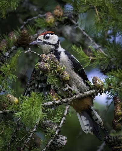 Молодой большой пёстрый дятел