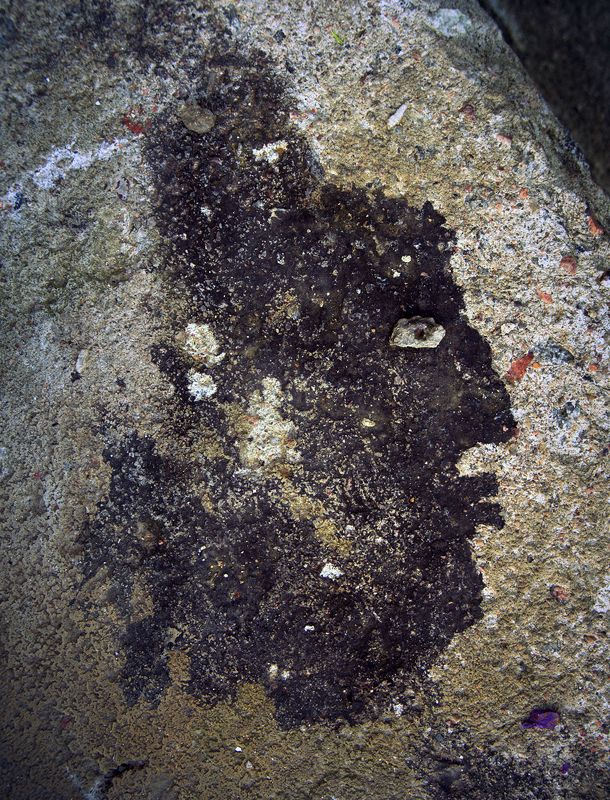 pareidolia *** фото превью