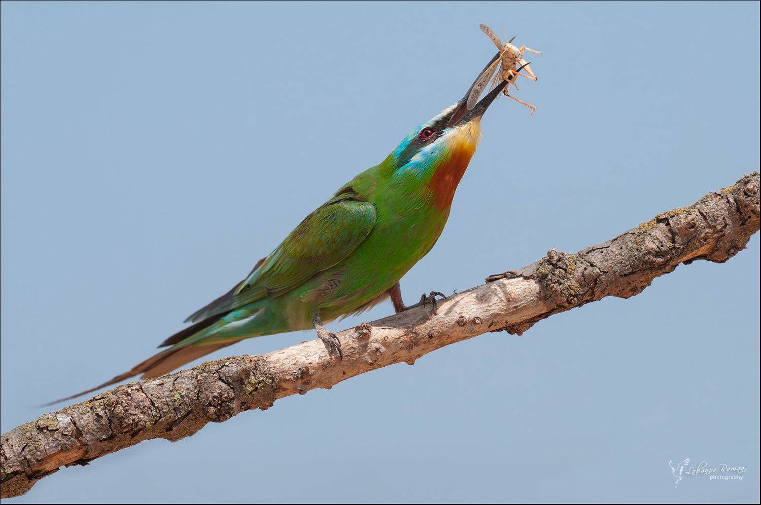 , Лобанов Роман