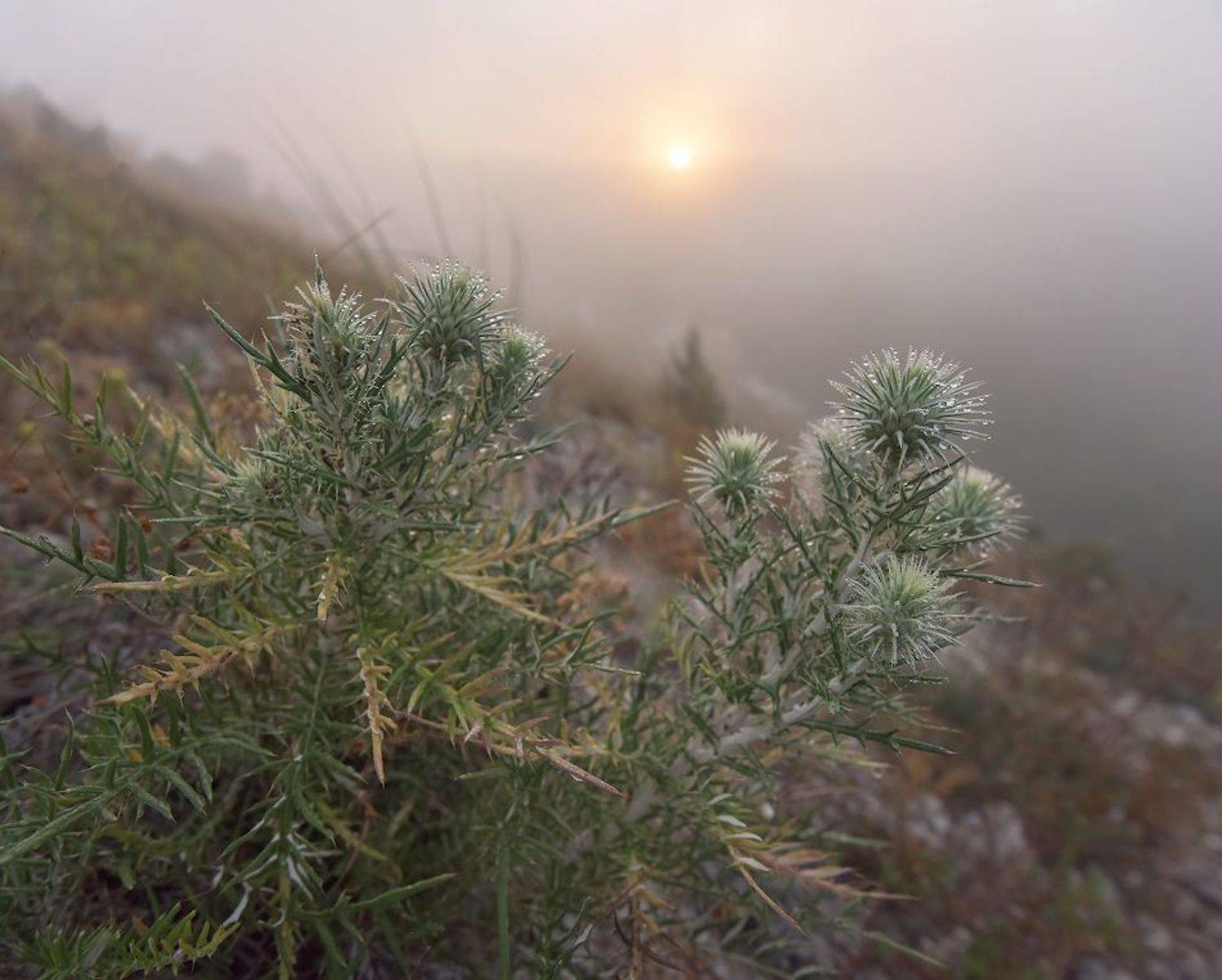 , Андрей Гусаченко