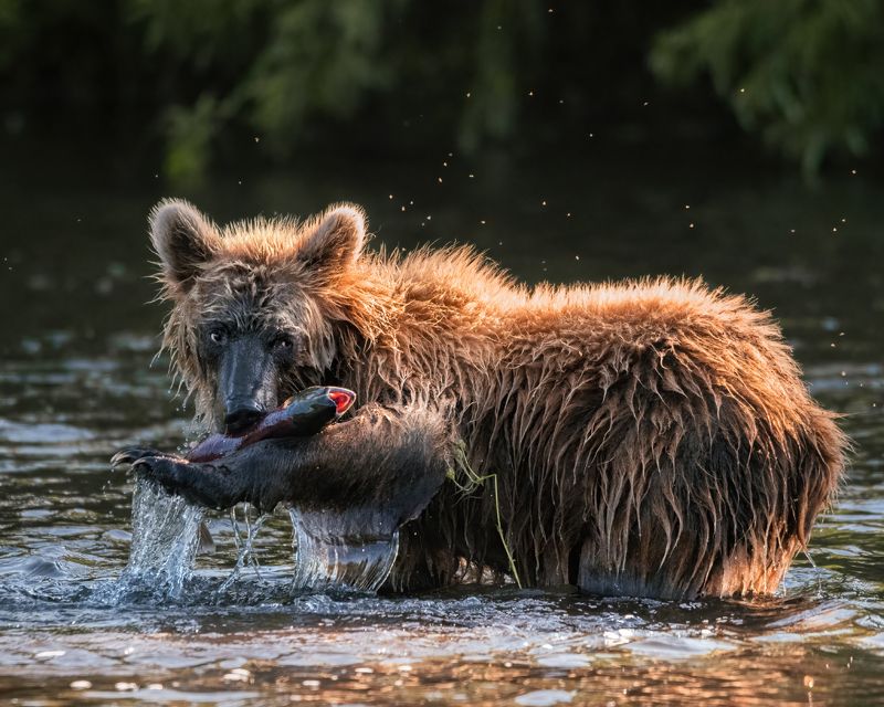 камчатка, медведи Камчатские рыбаки фото превью