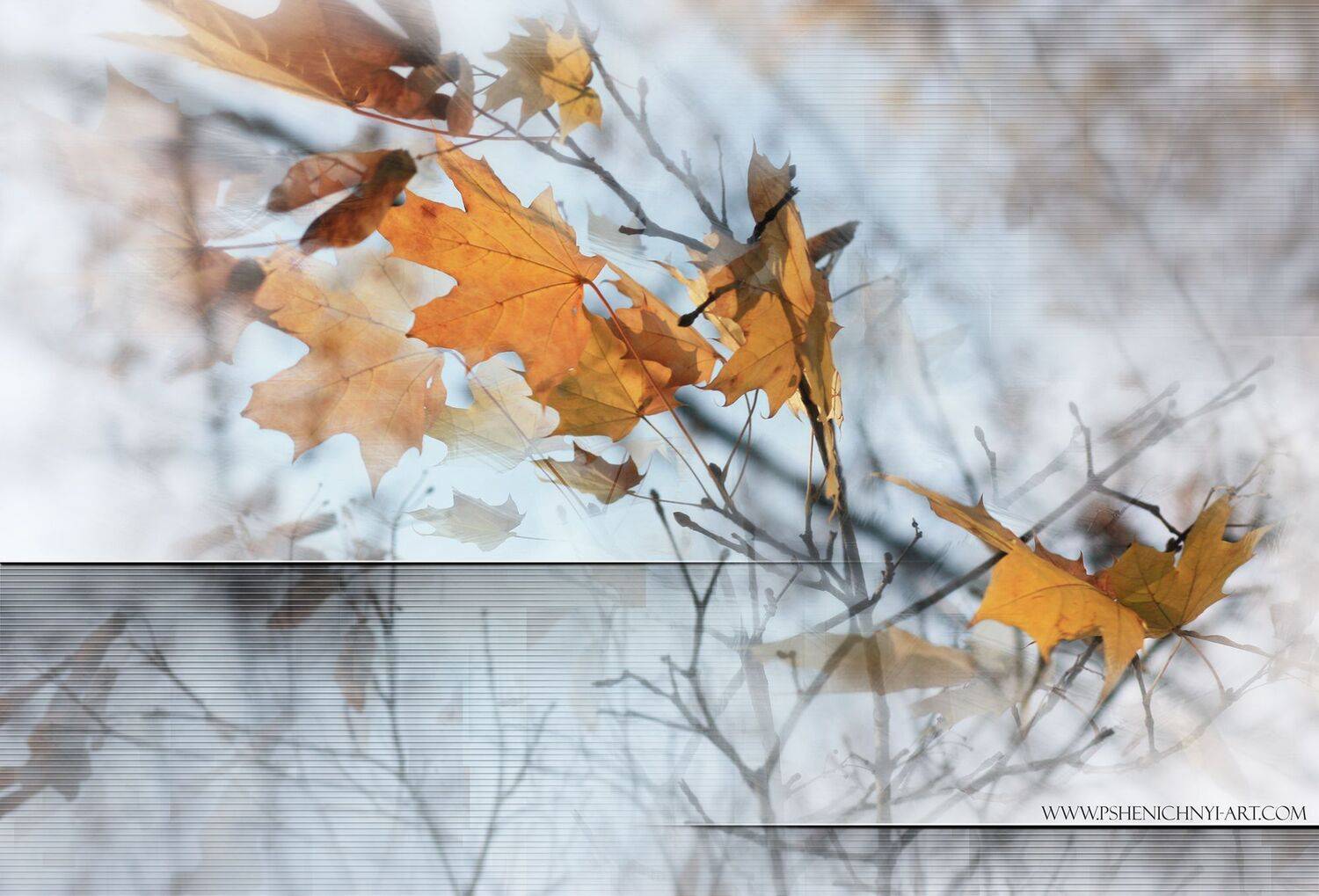 осень, ветер, осенние листья, клён, октябрь, ветви, абстракция, Пшеничный Андрей