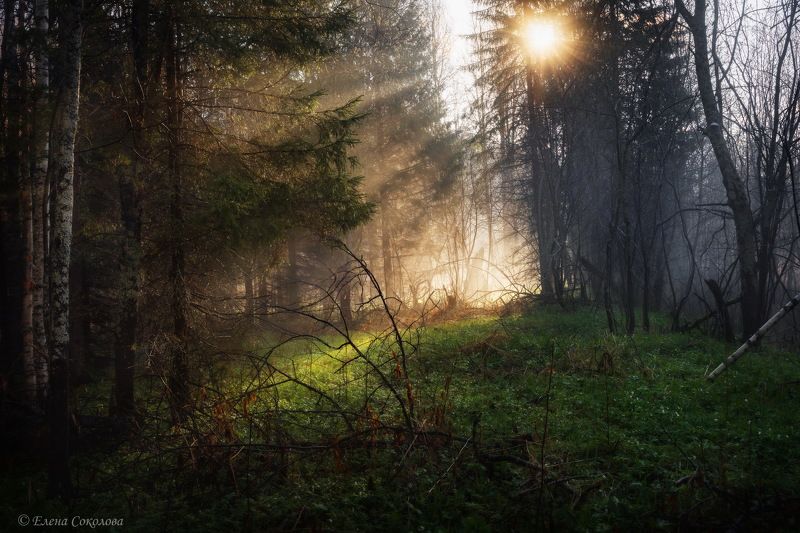 утро, весенний пейзаж, лучи, лес Солнечное утро фото превью