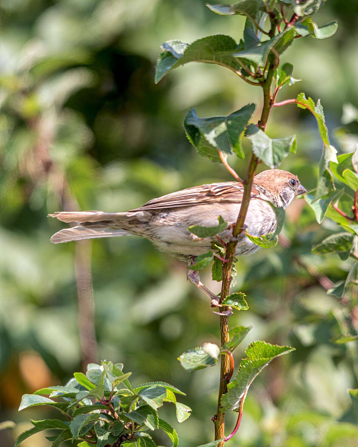 , Алексей Рыльский