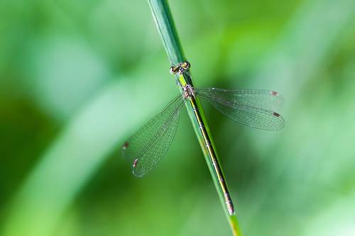 Лютка красивая (Lestes virens)