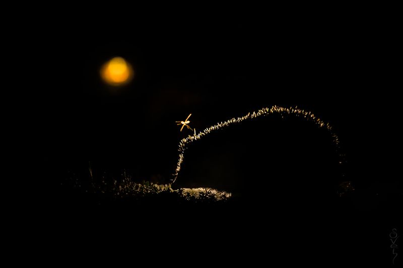 ёж, ночь заходил на огонек фото превью