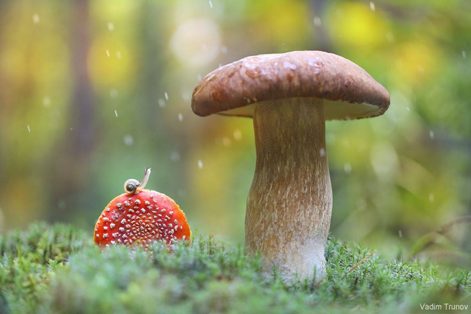 улитка, гриб, Вадим Трунов