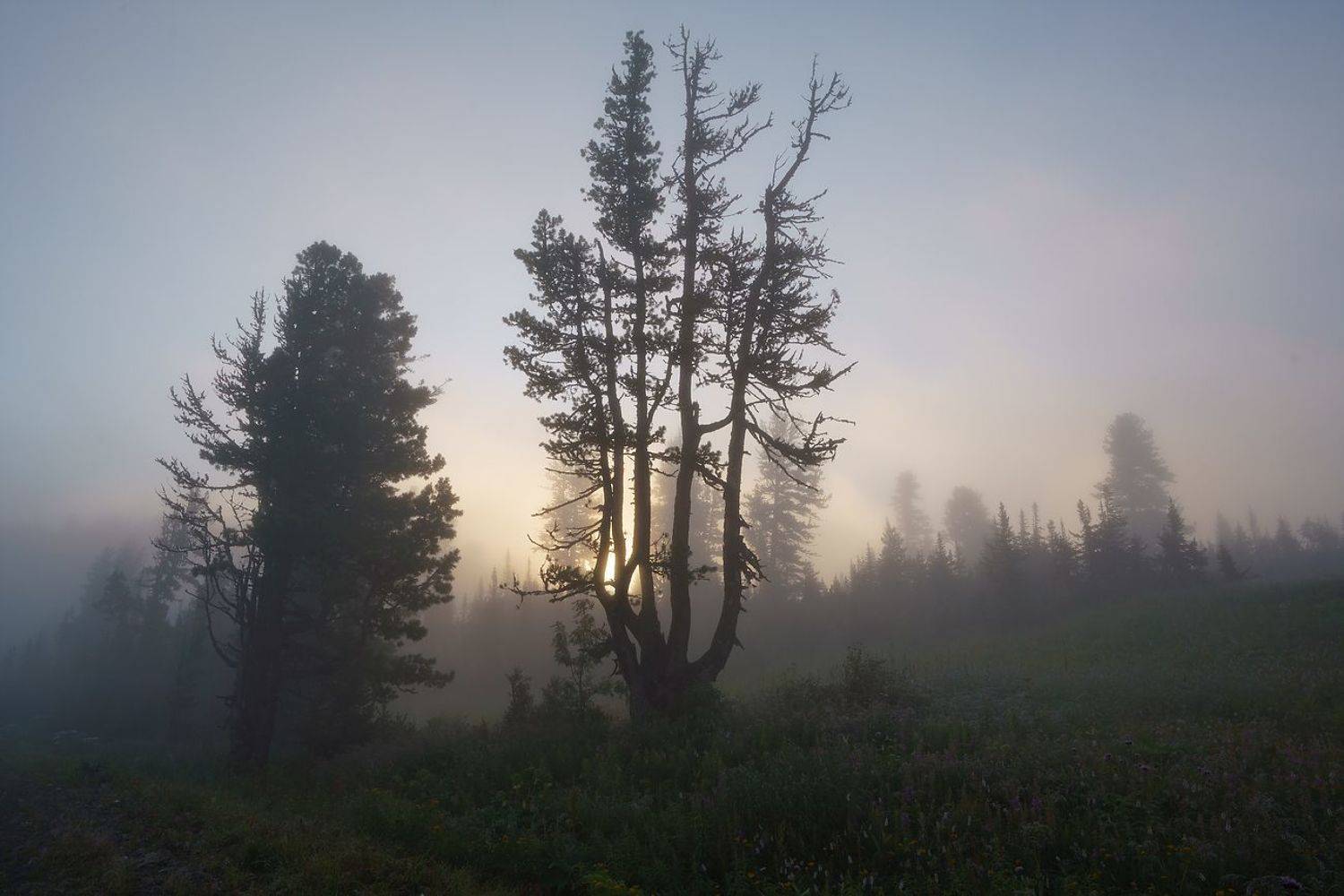Ергаки, Нерозя, Саяны, Сибирь, лес, пейзаж, туман, Александр Нерозя