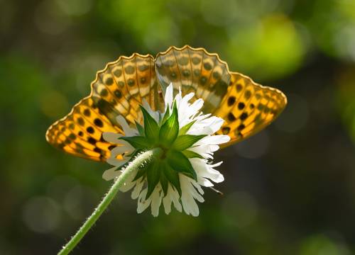 Цветы Кавказа