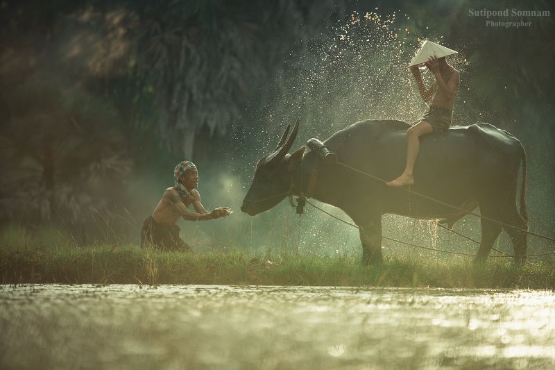 Thai Father and Son фото превью