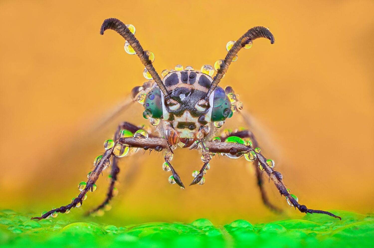 ceclii, macro, Tsvetan Ganev