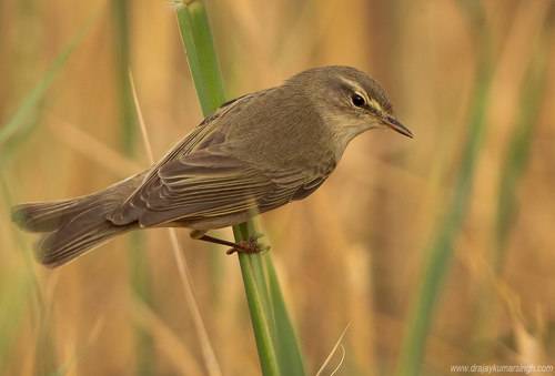 Willow warbler