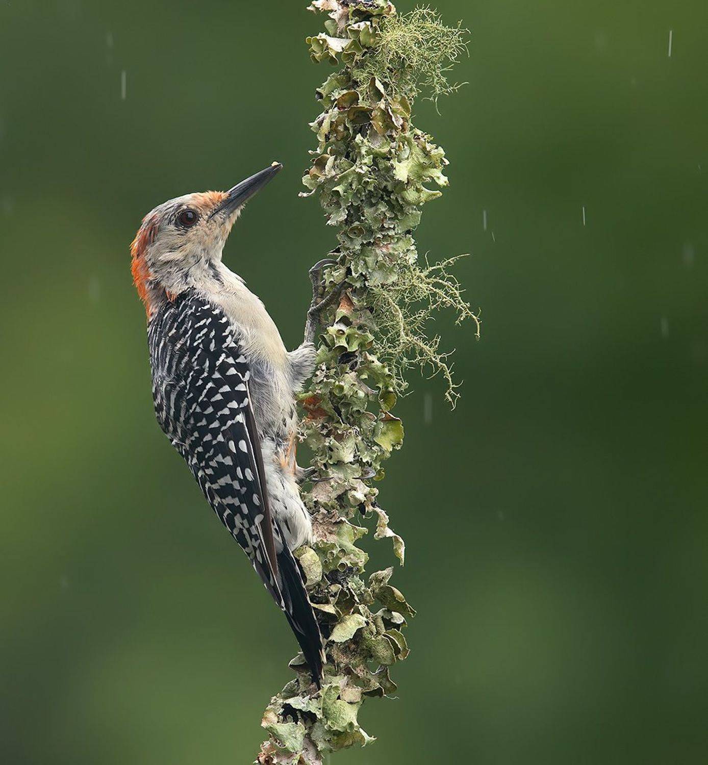 дятел, каролинский меланерпес, red-bellied woodpecker, woodpecker, Etkind Elizabeth
