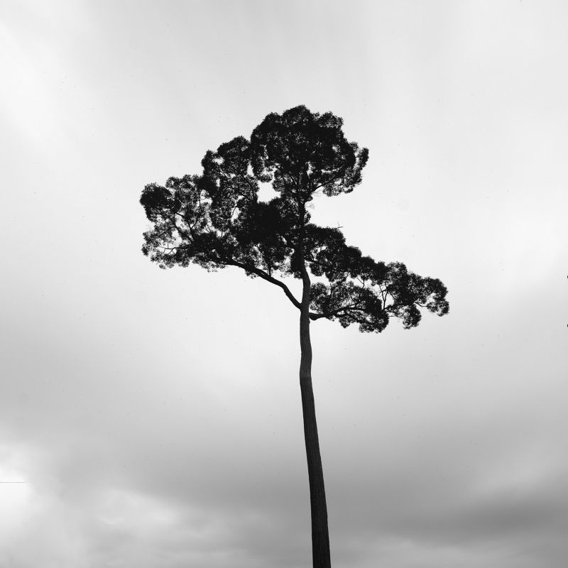 #Tree #Monochrome Solitude фото превью