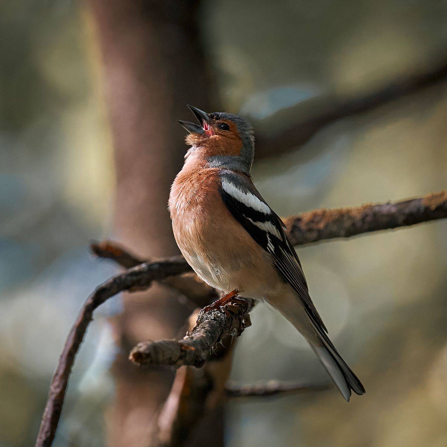 зяблик, поет, птичка, ветка, сидит, дерево, маленькая птичка, розовая птичка, красноватая птичка, оранжевая птичка, сероватая, клюв открыт, на ветке, Mikhail Khmelevskiy