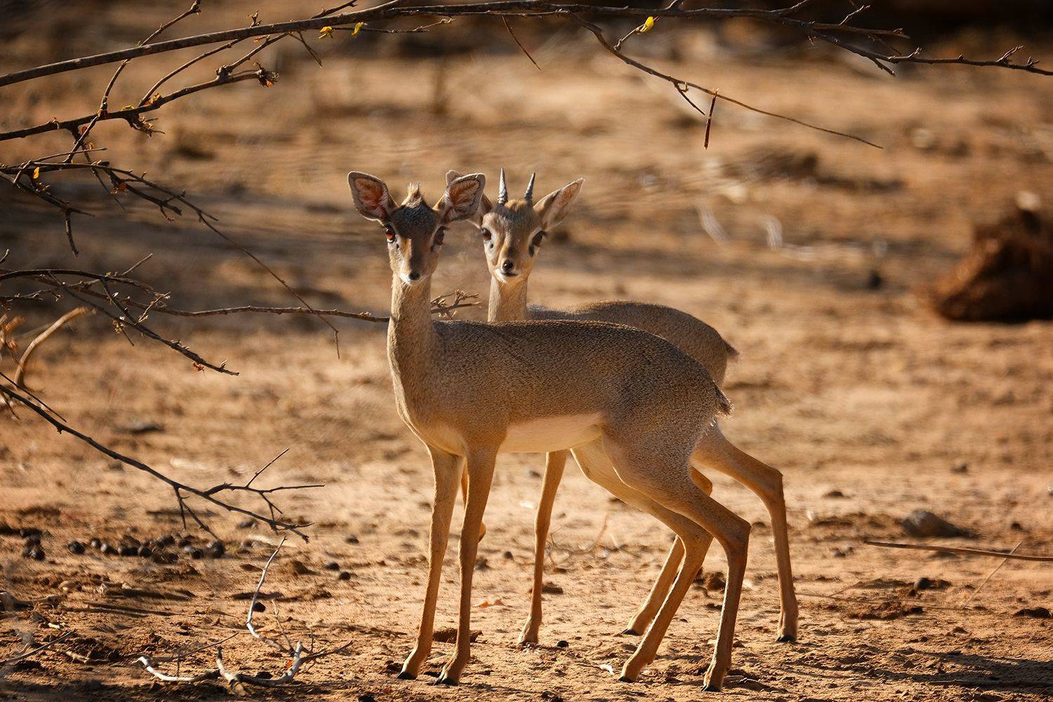 , Худзинская Ирина