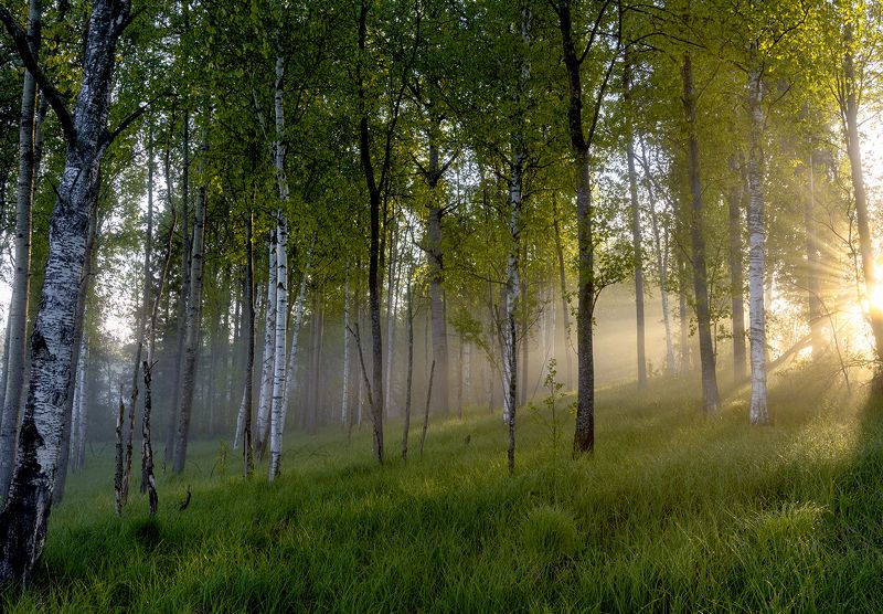 леч солнца золотой фото превью