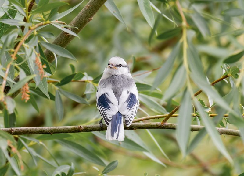 птица, князёк, лазоревка, слёток, Князёк  (слёток) фото превью