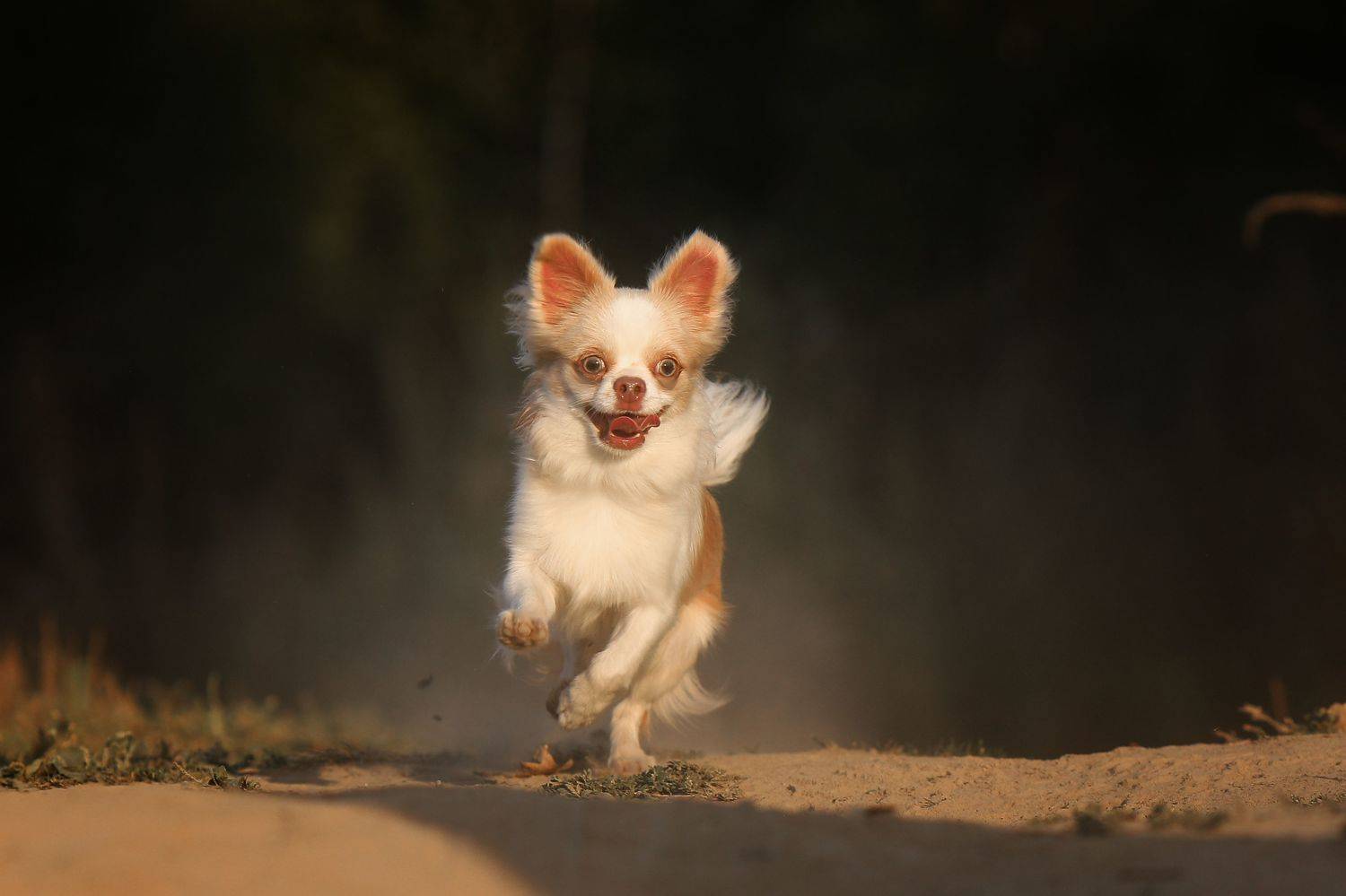 , Андрей Ершов