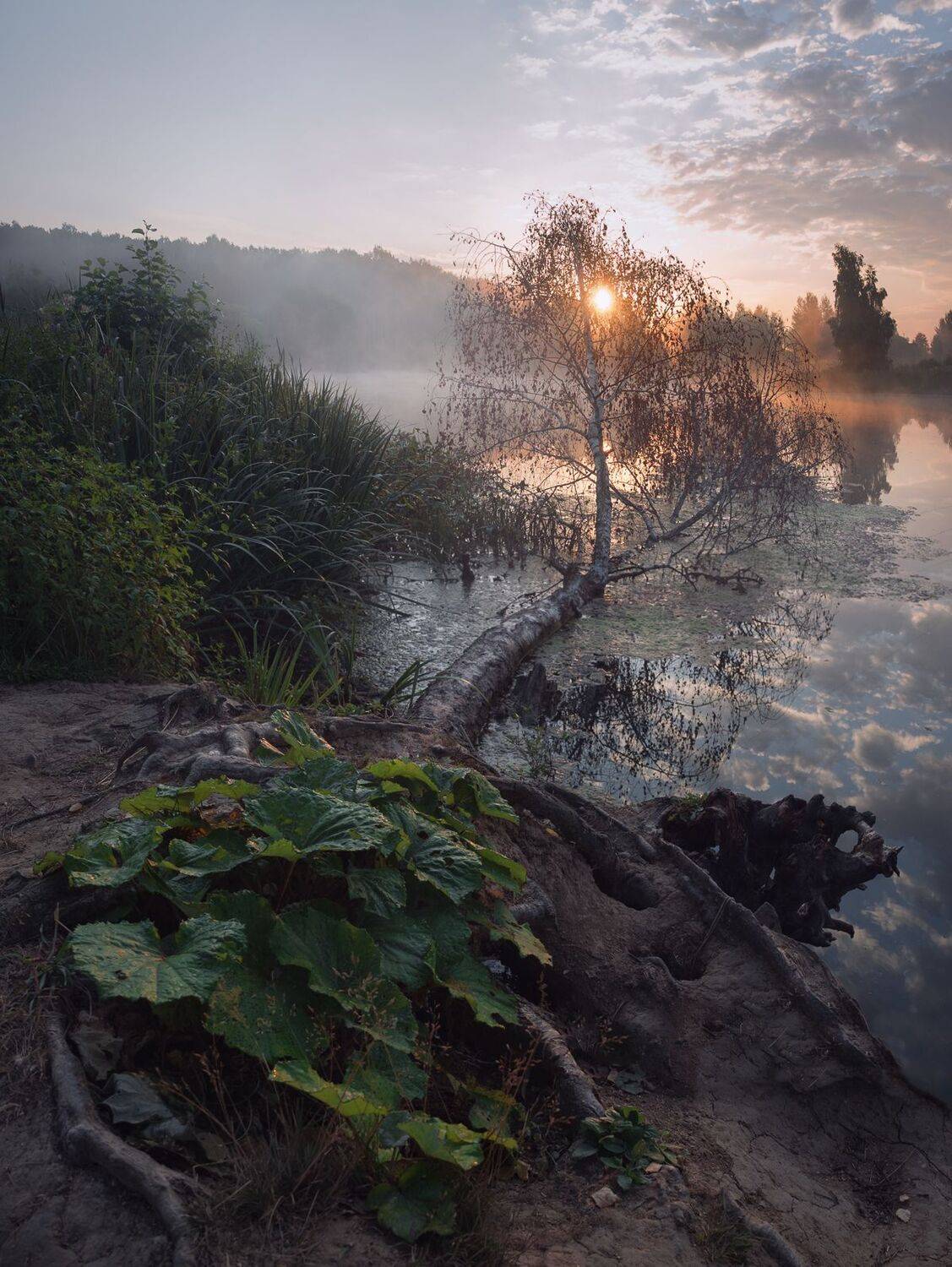 лес, свет, утро, природа, Баранов Олег