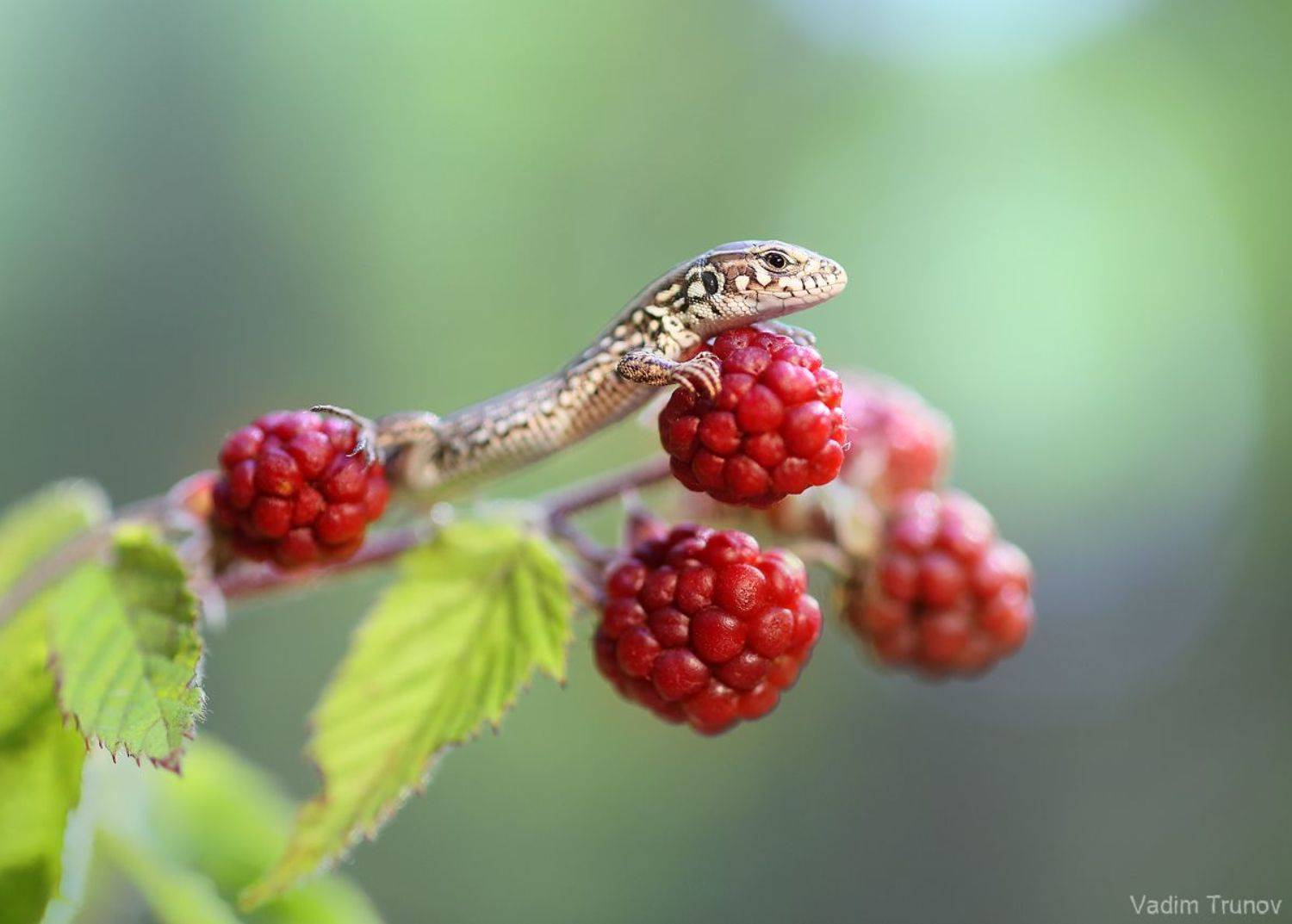 ящерица, lizard, Вадим Трунов