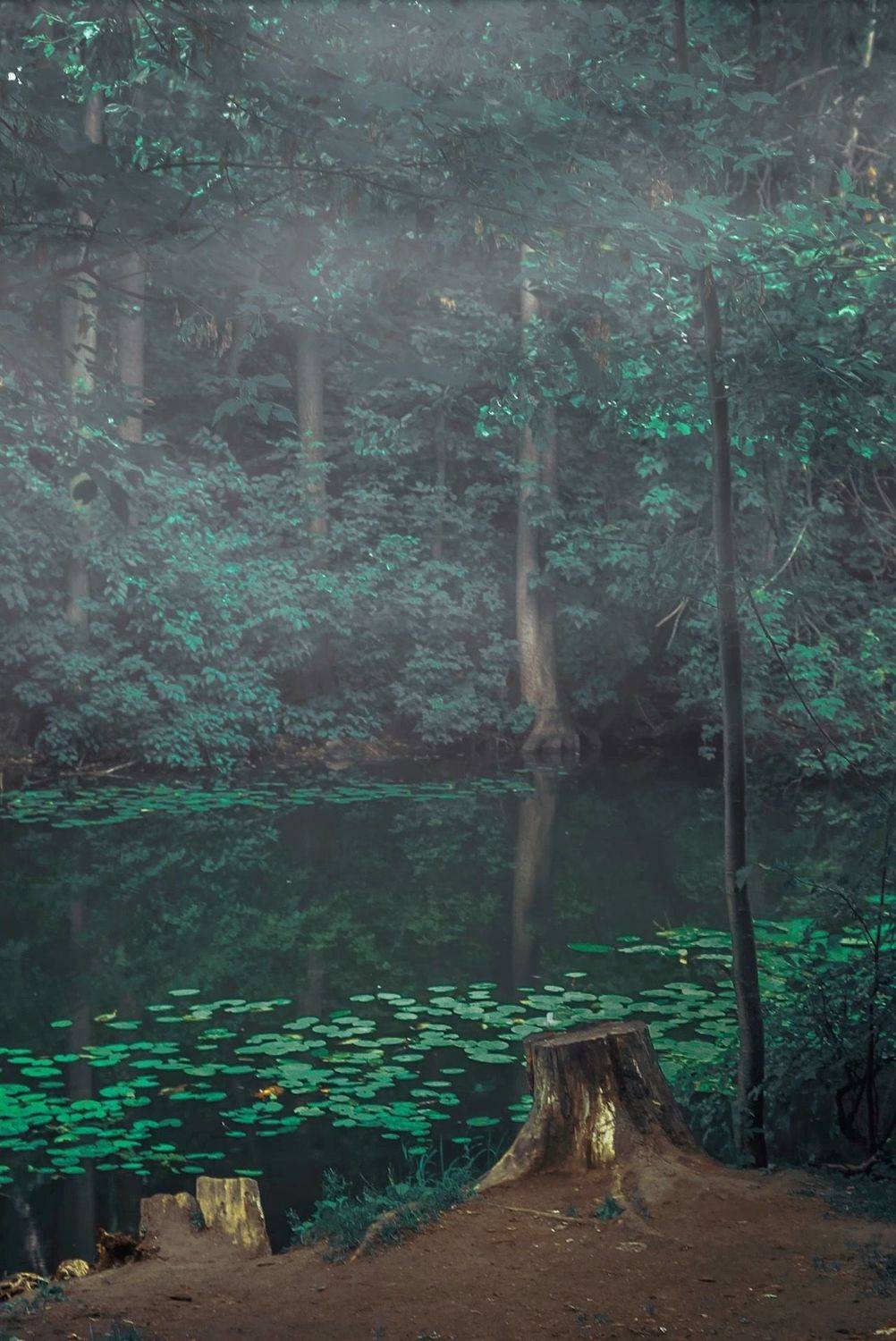 лето, summer, пруд, forest, пейзаж, landscape, nature, природа, Julia Kaissa