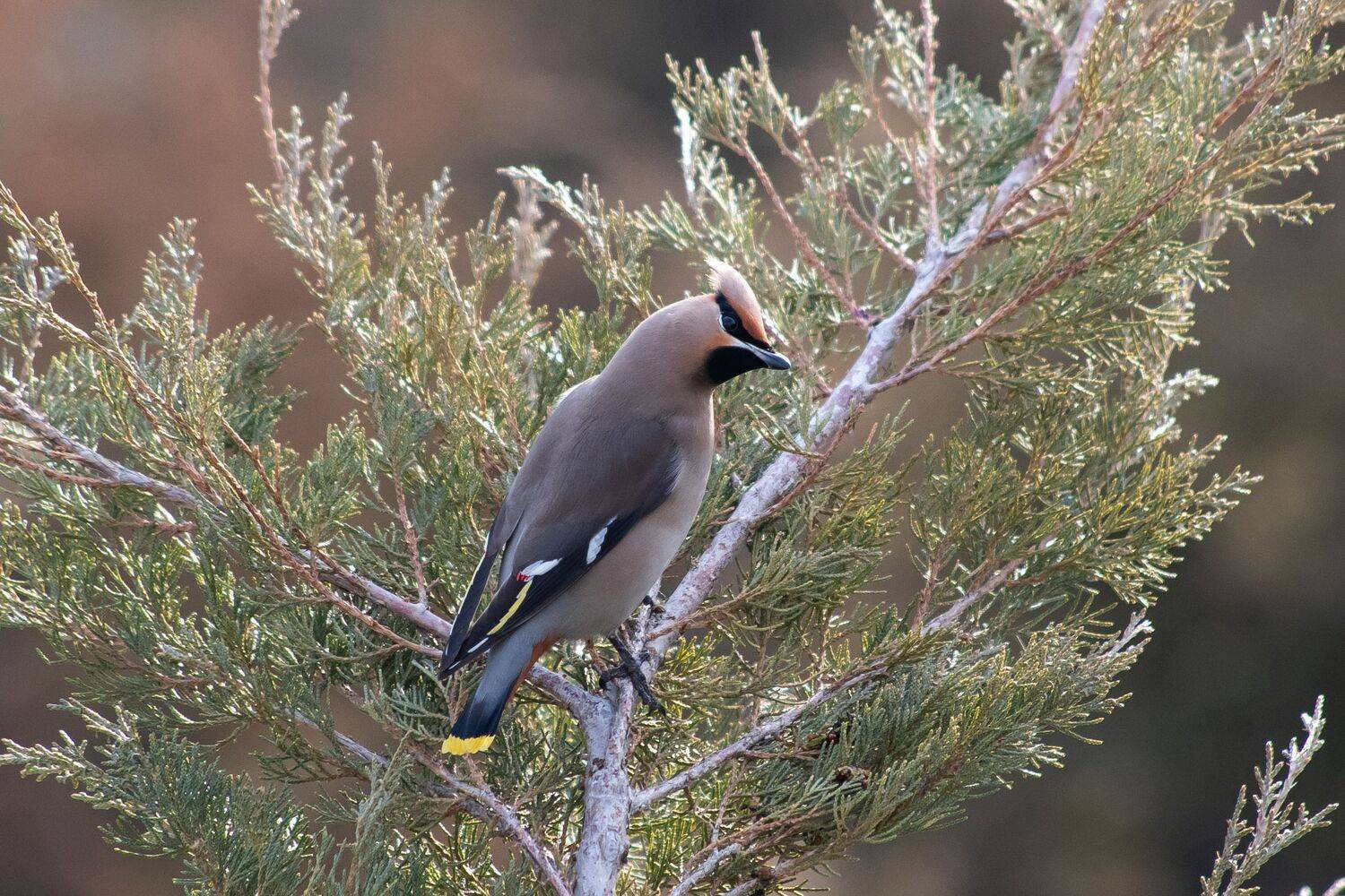 свиристель, Bombycilla garrulus, bird, birds, birdswatching, volgograd, russia, wildlife, Bohemian waxwing, , Сторчилов Павел