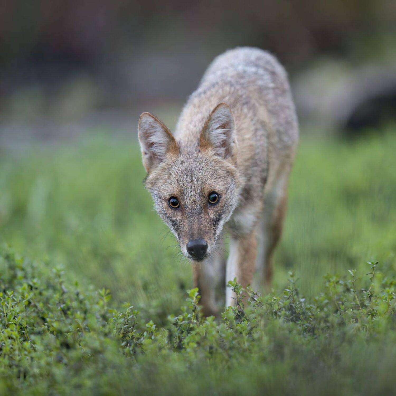 , Евгений Фруман