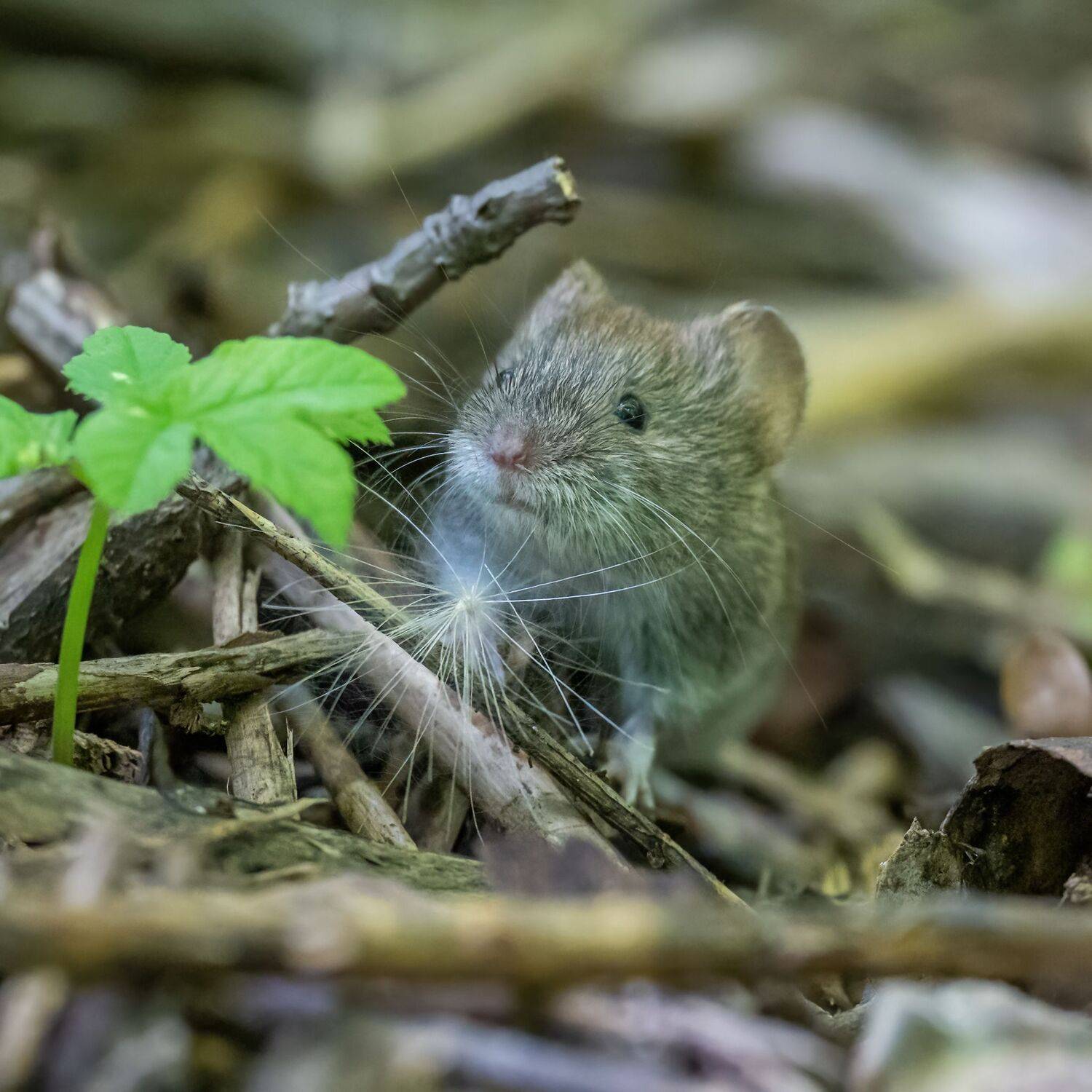 , Константин Дэм