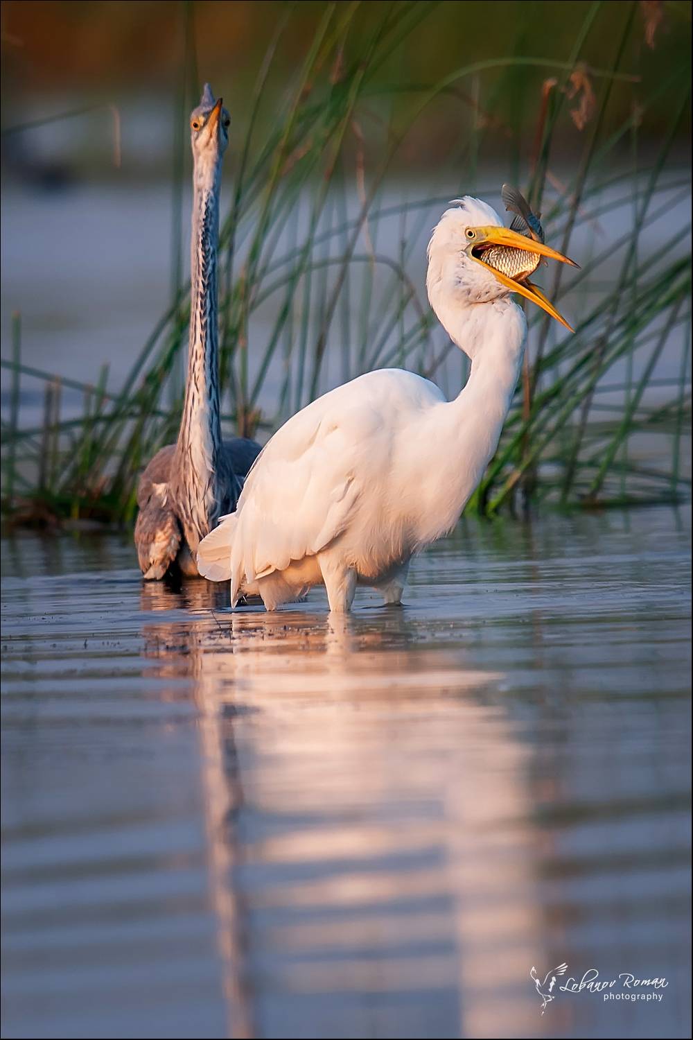 , Лобанов Роман