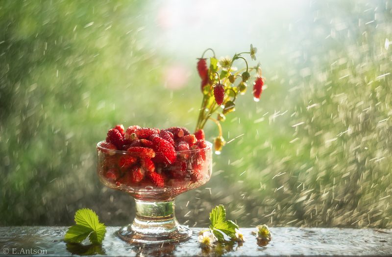 натюрморт, ягоды, боке, elvis antson, антсон элвис, свет, винтажный объектив, кострома Земляничное настроение фото превью