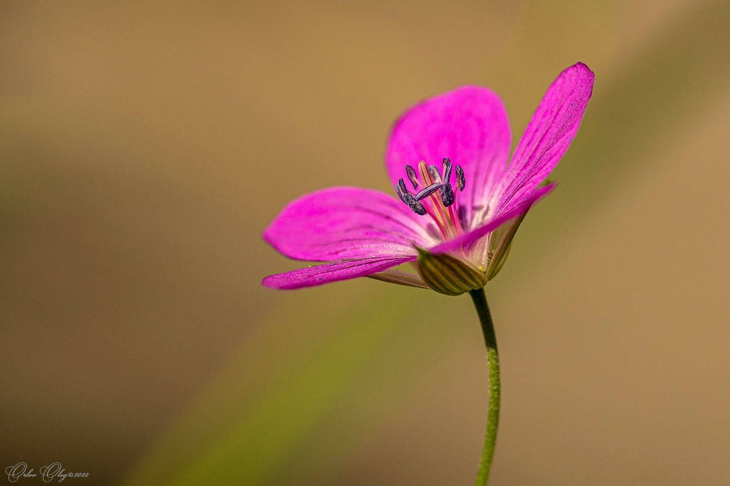 , Орлов Олег