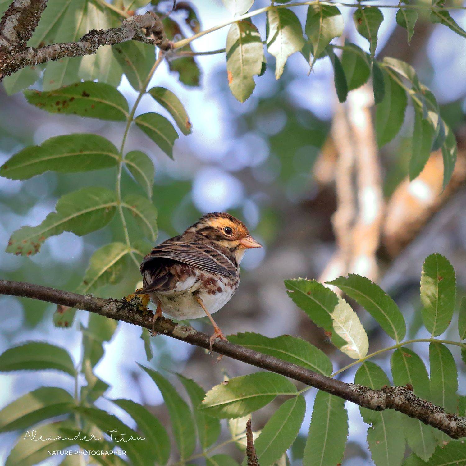природа, птицы, лето, утро, рассвет, фотоохота, овсянка-ремез, Титов Александр