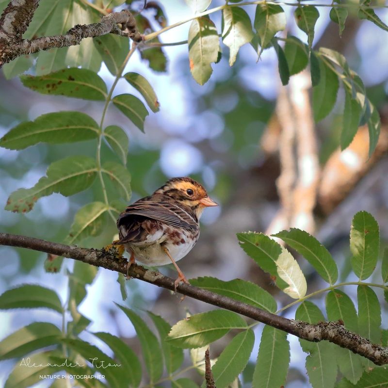 Овсянка-ремез фото превью