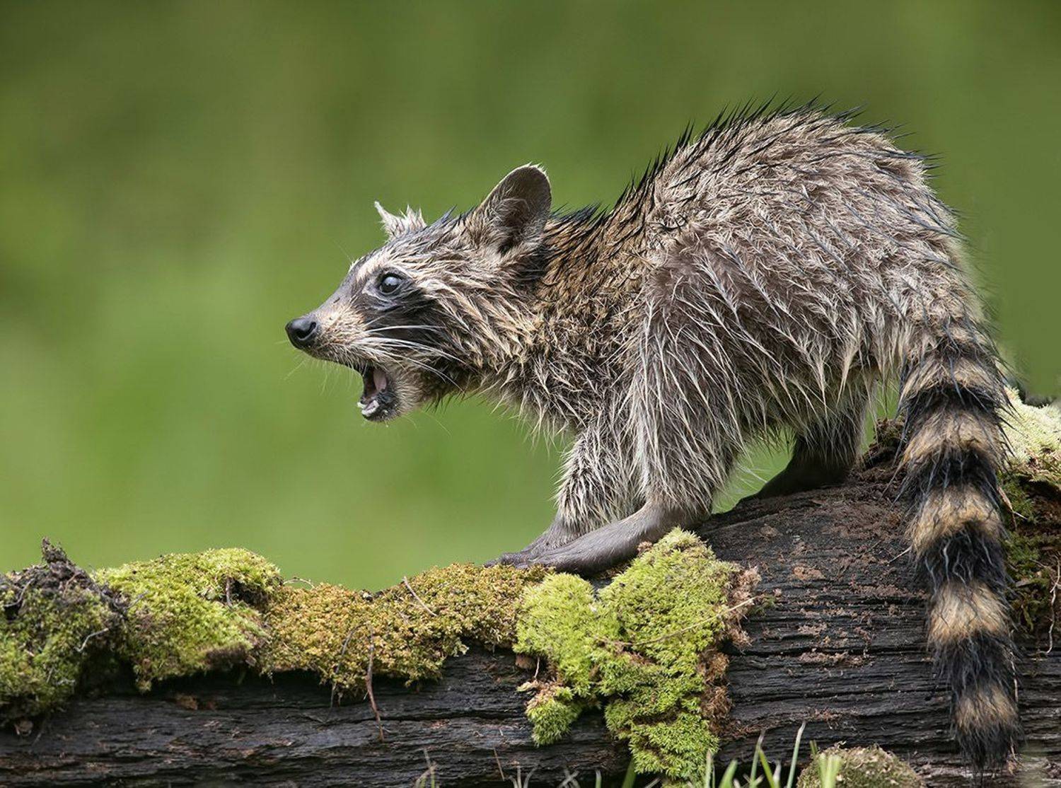енот обыкновенный, енот-полоскун, raccoon, енот, дикие животные, животные, animals, Etkind Elizabeth