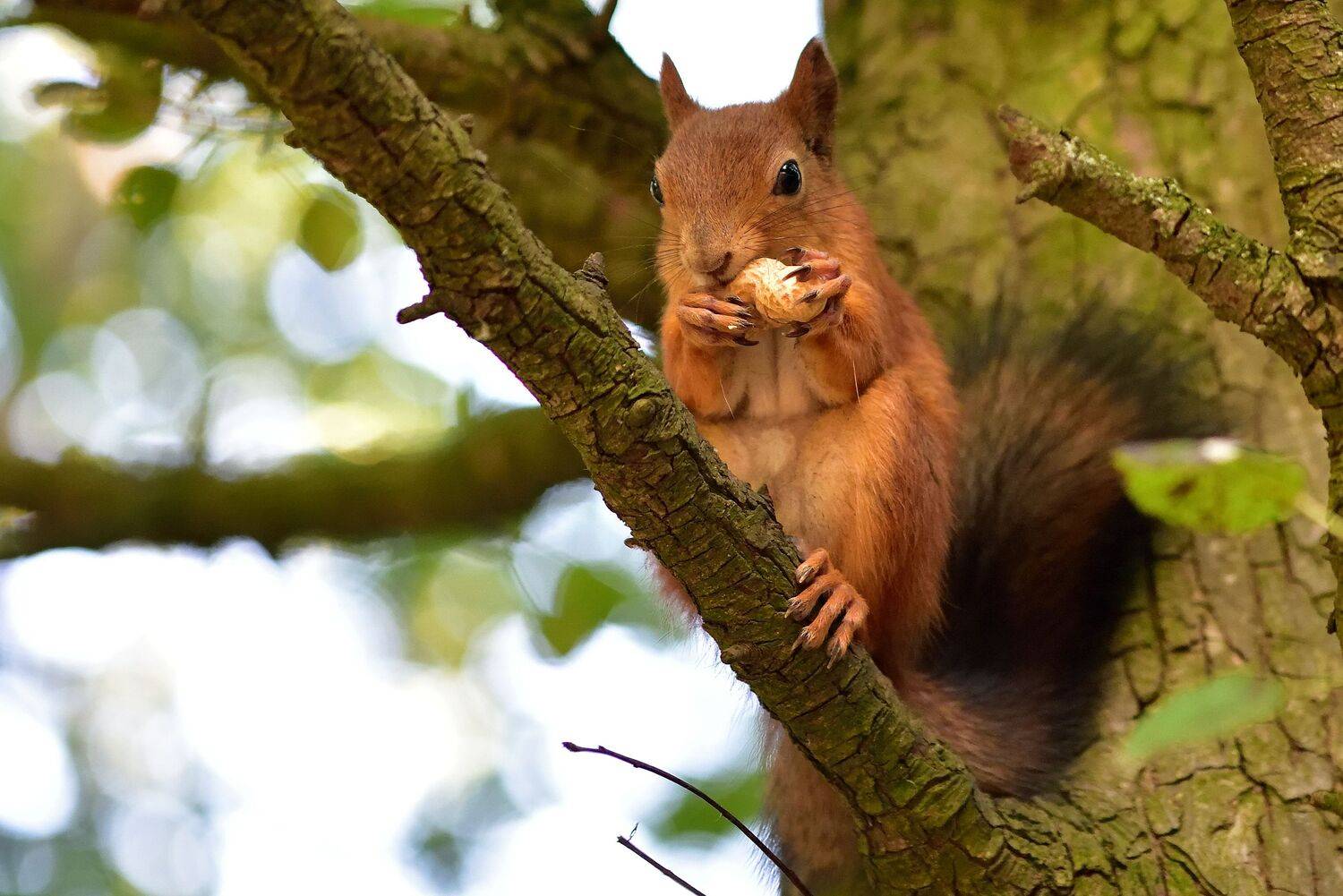 , Корнейчук Игорь