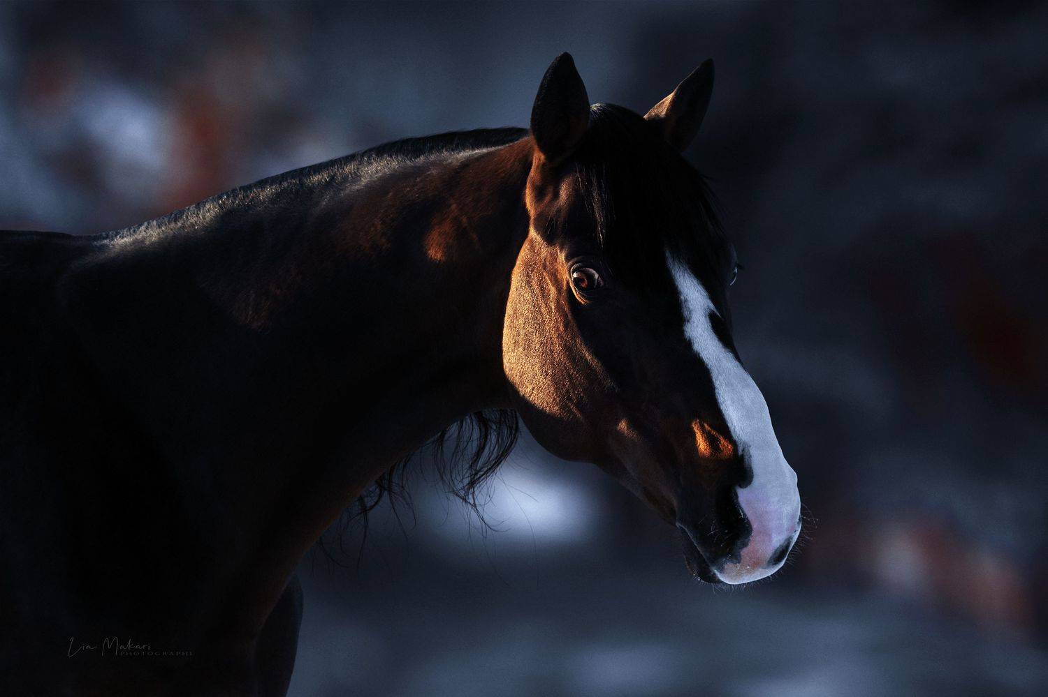 Лошадь, лошади, horse, caballo, Lia Makari