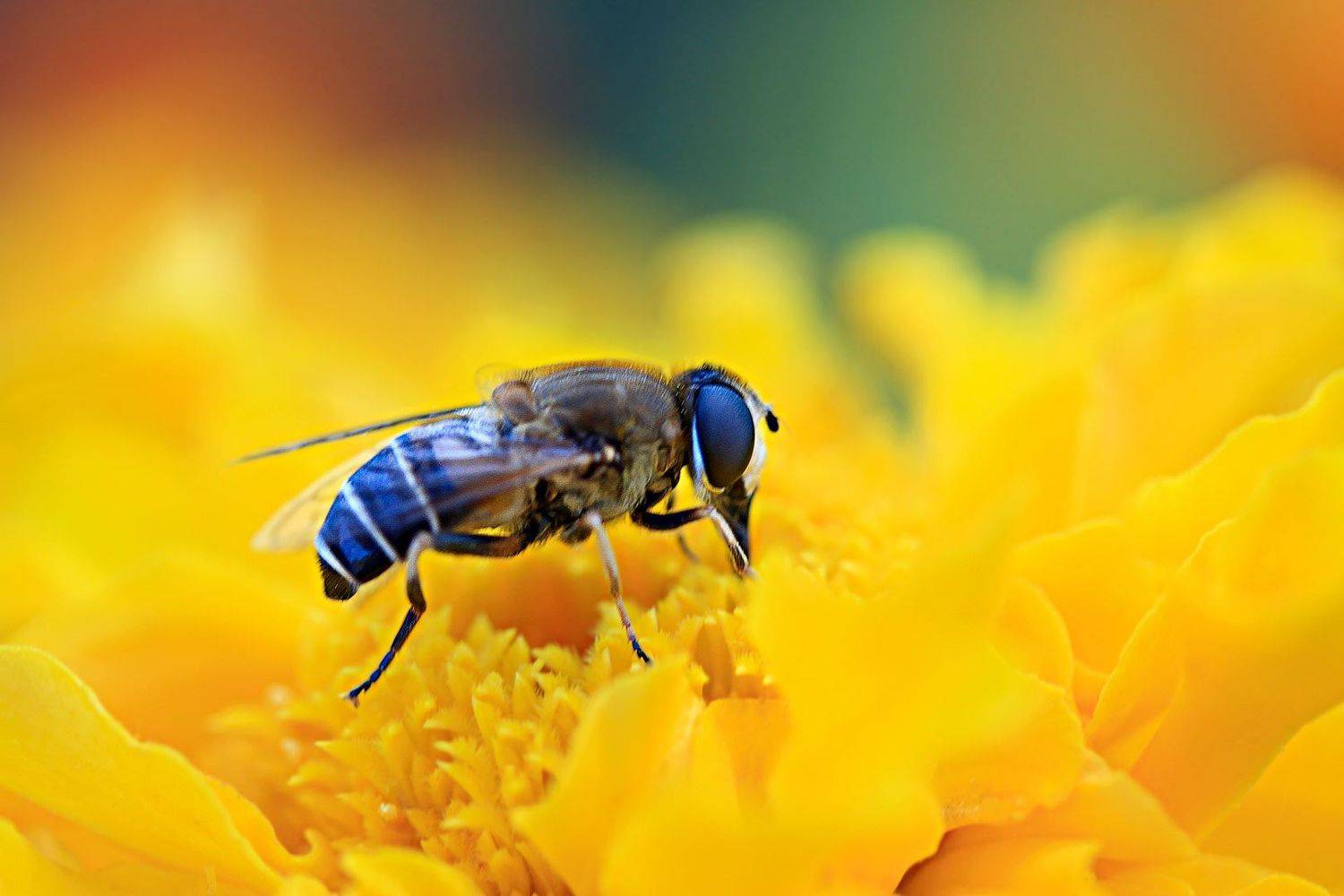 цветок, лето, муха, жёлтый, Евгений Паршуков