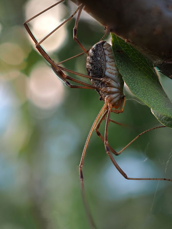 Сенокосец фото превью